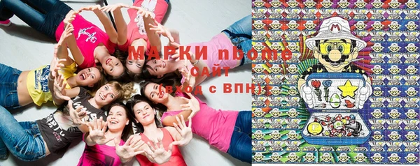 сатива Новокубанск