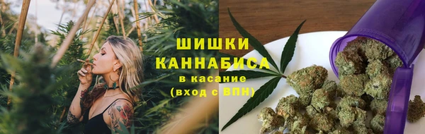 сатива Новокубанск